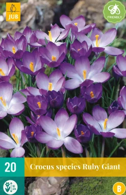 20 crocus ruby giant|ohgreen Online