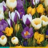 20 crocus species mix|ohgreen Discount
