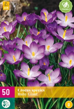 50 crocus species ruby giant|ohgreen Discount