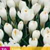 30 crocus wit|ohgreen