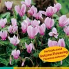 2 cyclamen hederifolium|ohgreen New