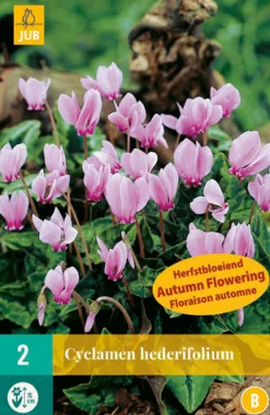 2 cyclamen hederifolium|ohgreen New