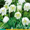 10 fritillaria meleagris alba|ohgreen Online