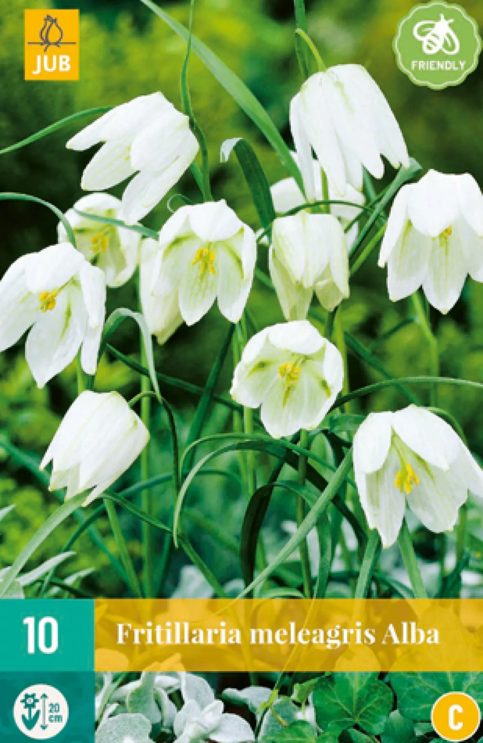 10 fritillaria meleagris alba|ohgreen Online