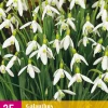 25 galanthus elwesii|ohgreen Sale