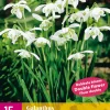 15 galanthus flore pleno|ohgreen New