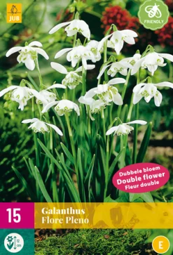 15 galanthus flore pleno|ohgreen New