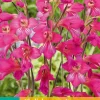 10 gladiolus comm.ssp. byzantinus|ohgreen Clearance