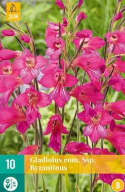 10 gladiolus comm.ssp. byzantinus|ohgreen Clearance