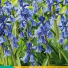 10 hyacinthoides hisp. blauw|ohgreen Hot