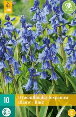 10 hyacinthoides hisp. blauw|ohgreen Hot