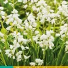 10 hyacinthoides hisp. wit|ohgreen New