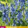 20 hyacinthoides non-scripta|ohgreen New