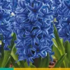 5 hyacinthus blue jacket|ohgreen