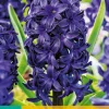 5 hyacinthus blue trophy|ohgreen Discount