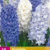 10 hyacinthus blue water mix|ohgreen Hot