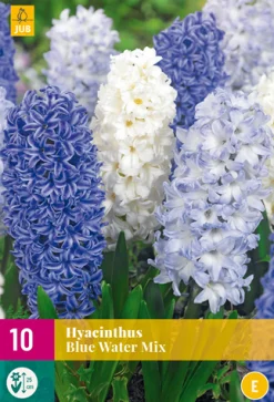 10 hyacinthus blue water mix|ohgreen Hot