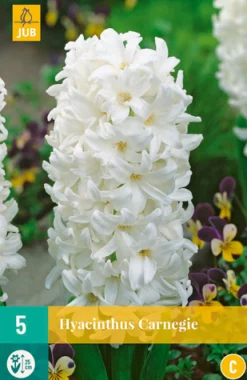 5 hyacinthus carnegie|ohgreen Hot