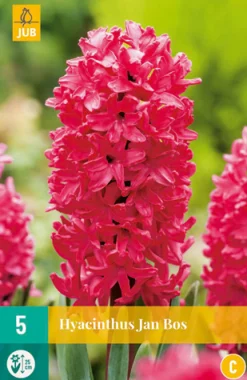 5 hyacinthus jan bos|ohgreen Hot