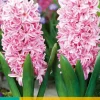 5 hyacinthus pink surprise|ohgreen Clearance