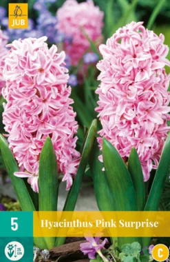 5 hyacinthus pink surprise|ohgreen Clearance