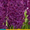 5 hyacinthus woodstock|ohgreen Discount