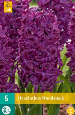5 hyacinthus woodstock|ohgreen Discount