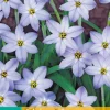 20 ipheion un. wisley blue|ohgreen Best