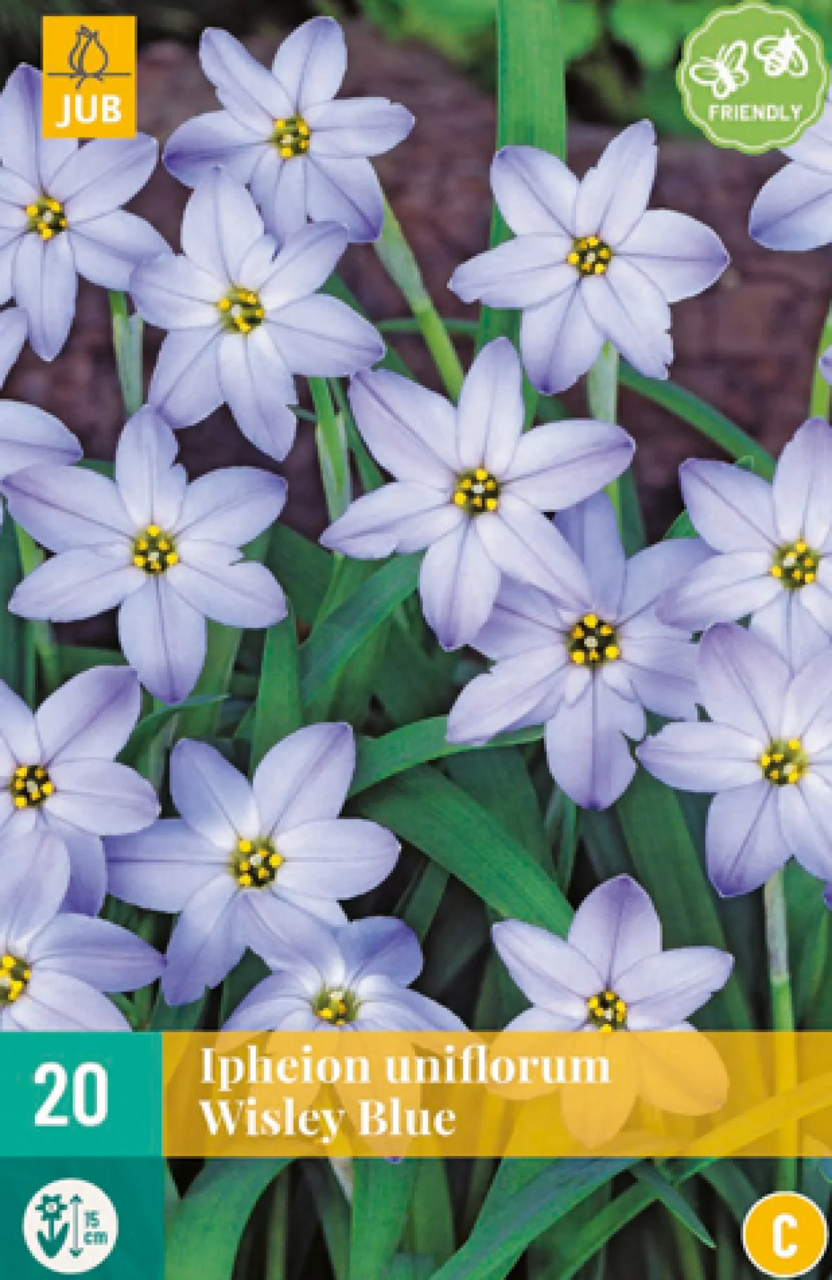 20 ipheion un. wisley blue|ohgreen Best