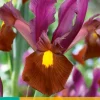 10 iris hollandica red ember|ohgreen Online