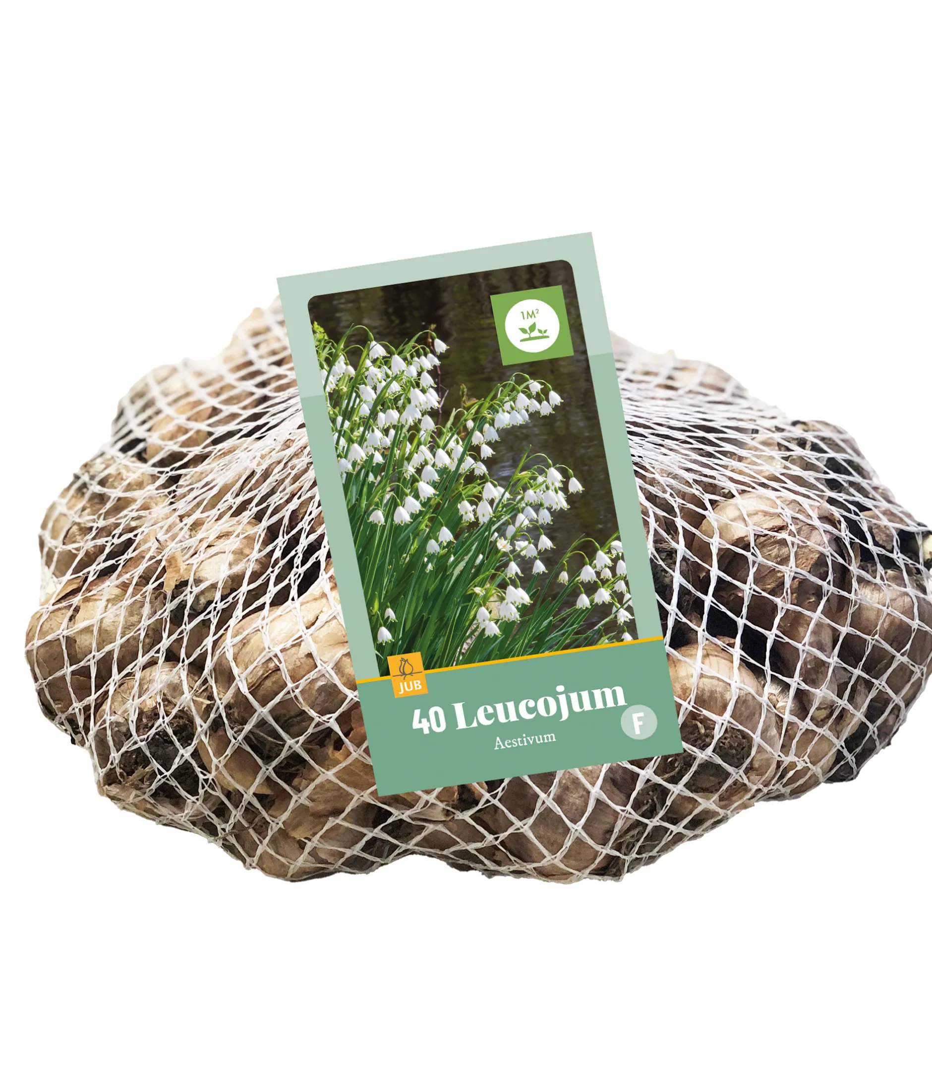 40 leucojum aestivum|ohgreen Discount