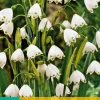10 leucojum aestivum|ohgreen Outlet