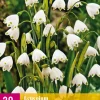 20 leucojum aestivum|ohgreen Best