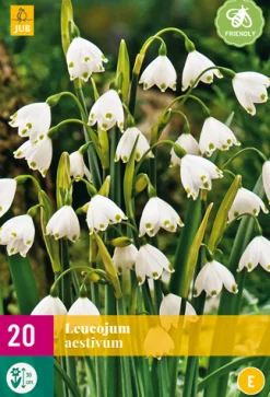 20 leucojum aestivum|ohgreen Best