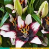 2 lilium aziatisch zwart-wit|ohgreen Online