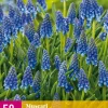 50 muscari armeniacum|ohgreen Online