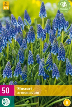 50 muscari armeniacum|ohgreen Online