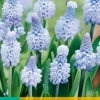 10 muscari azureum|ohgreen Clearance