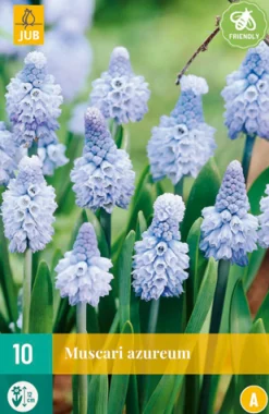 10 muscari azureum|ohgreen Clearance