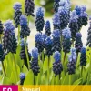 50 muscari latifolium|ohgreen