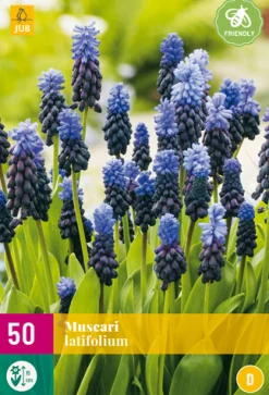 50 muscari latifolium|ohgreen