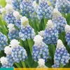 15 muscari mountain lady|ohgreen Best