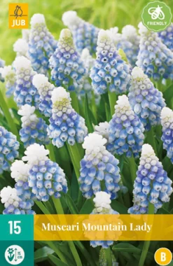 15 muscari mountain lady|ohgreen Best