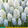 10 muscari nature's beauty|ohgreen Best