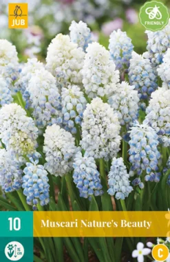 10 muscari nature's beauty|ohgreen Best