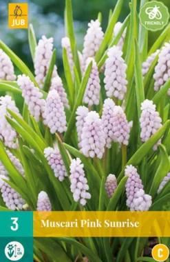 3 muscari pink sunrise|ohgreen Clearance