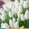 15 muscari white magic|ohgreen Outlet