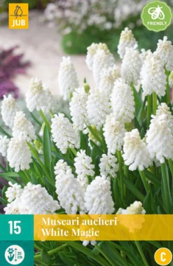 15 muscari white magic|ohgreen Outlet