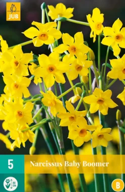 5 narcissus baby boomer|ohgreen Best
