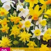 20 narcissus botanical mix|ohgreen Best